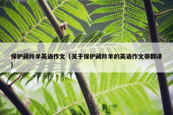保护藏羚羊英语作文（关于保护藏羚羊的英语作文带翻译）