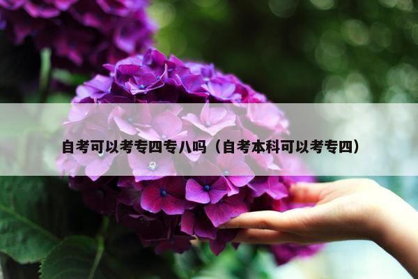 自考可以考专四专八吗（自考本科可以考专四）