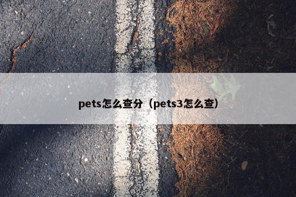 pets怎么查分（pets3怎么查）