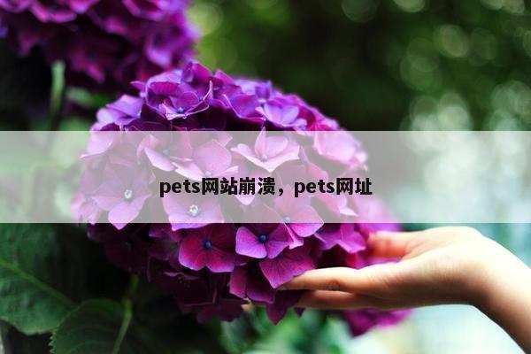pets网站崩溃，pets网址