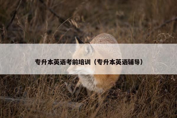 专升本英语考前培训（专升本英语辅导）