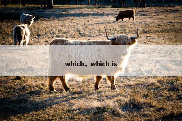 which，which is