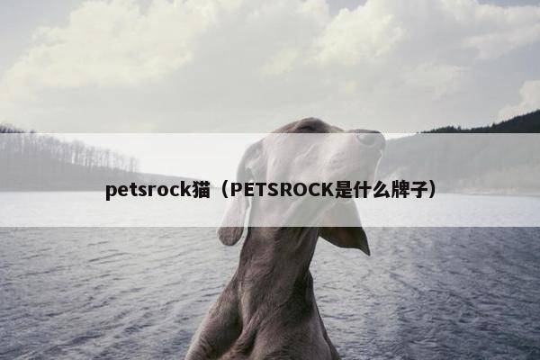 petsrock猫（PETSROCK是什么牌子）