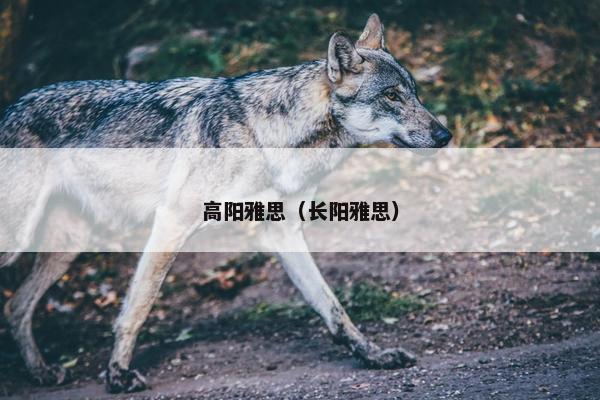 高阳雅思（长阳雅思）