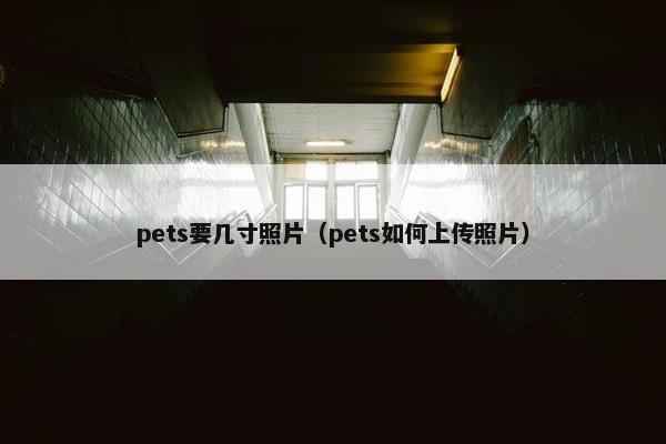 pets要几寸照片（pets如何上传照片）